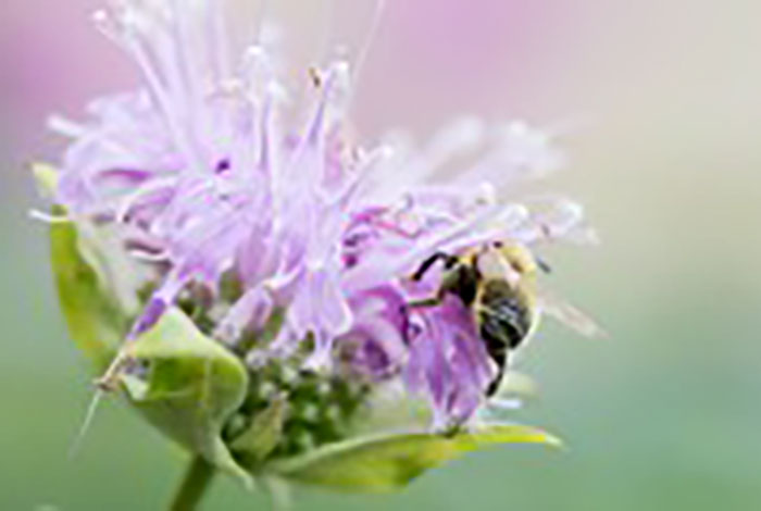 Pinkish-purple tube flowers with a bee.